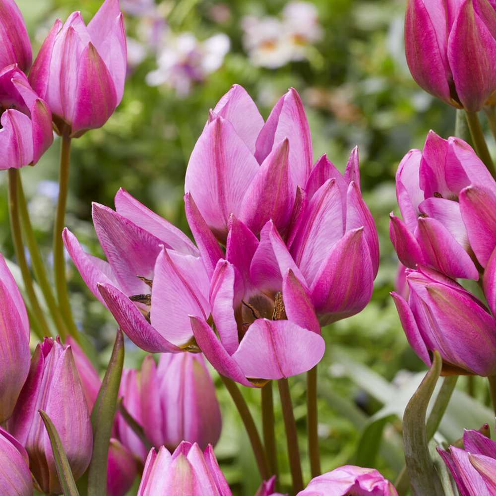 Botanisk tulpan 'Violetta'